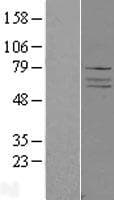 ADCK4 Protein (Over-Expression Lysate Myc-DDK (Flag))