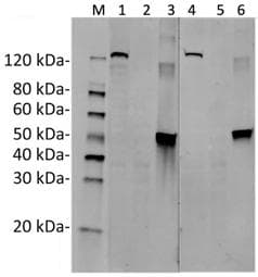 Streptococcus pyogenes CRISPR-associated endonuclease Cas9/Csn1 Antibody (clone 11C12)
