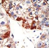 Polyclonal Rabbit anti-Human NUB1 Antibody (aa87-117, IHC, WB)
