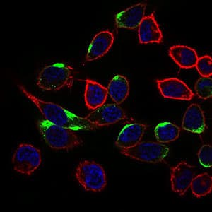 NRCAM Antibody (aa1192-1255, clone 7D8C5)