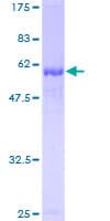 Human MRI1 Protein (Recombinant GST)
