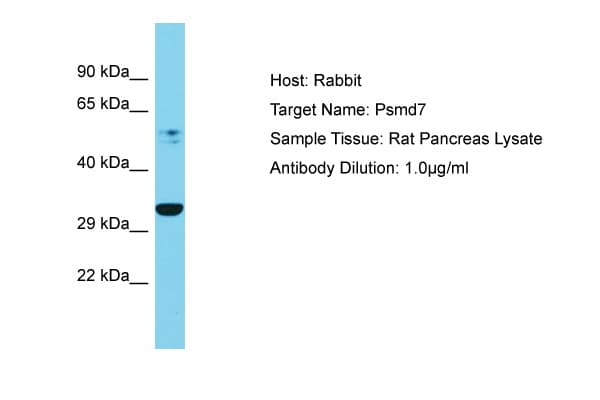 PSMD7 / MOV34 Antibody (C-Terminus)