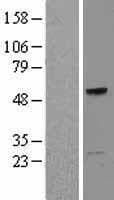 TCN1 Protein (Over-Expression Lysate Myc-DDK (Flag))