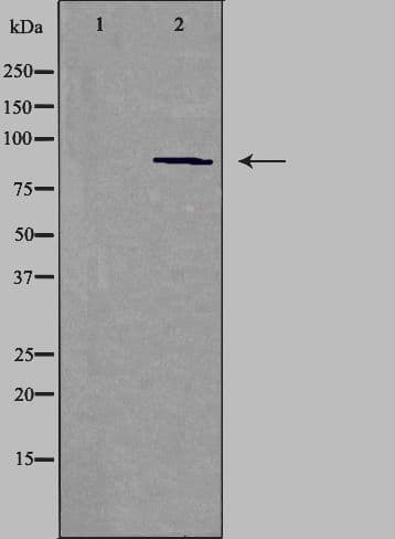 Polyclonal Rabbit anti-Human CDH15 / M Cadherin Antibody (IF, WB)