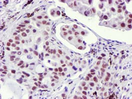 USP7 / HAUSP Antibody (clone OTI3C7, Carrier-free)