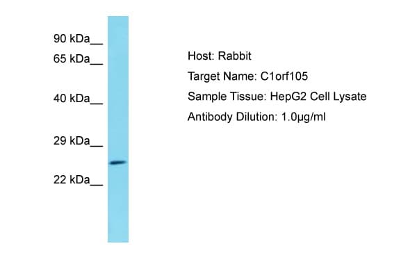 C1orf105 Antibody (aa26-75)