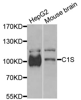 Complement C1s Antibody