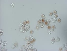 Monoclonal Mouse BrdU Antibody (clone 2B5, IHC, IF)