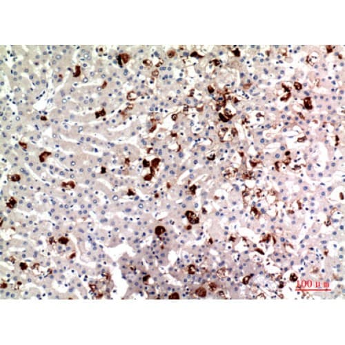 Ubiquitin Antibody (N-Terminal)