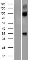 NHLRC3 Protein (Over-Expression Lysate Myc-DDK (Flag))