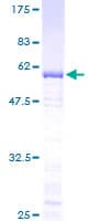 Human TFIIB Protein (Recombinant GST)
