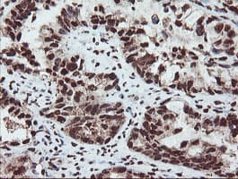 SAMHD1 Antibody (clone OTI1A1, Carrier-free)