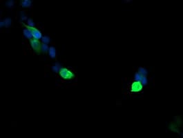 VPS28 Antibody (clone OTI1A8, Carrier-free)