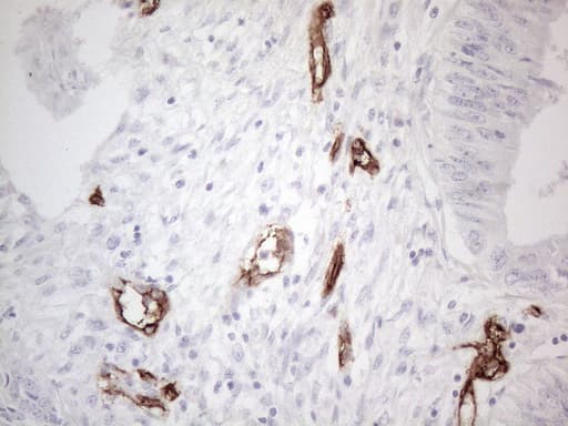 CD34 Antibody (aa312-385, clone OTI11E1)
