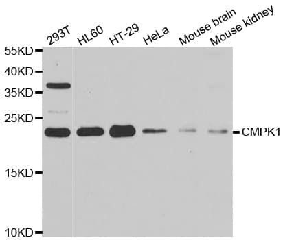 CMPK / CMPK1 Antibody
