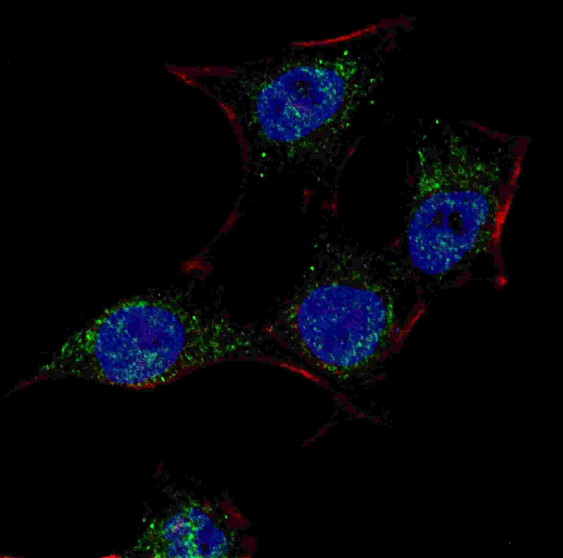 IHC-plus™ SCAP Antibody (aa604-632)