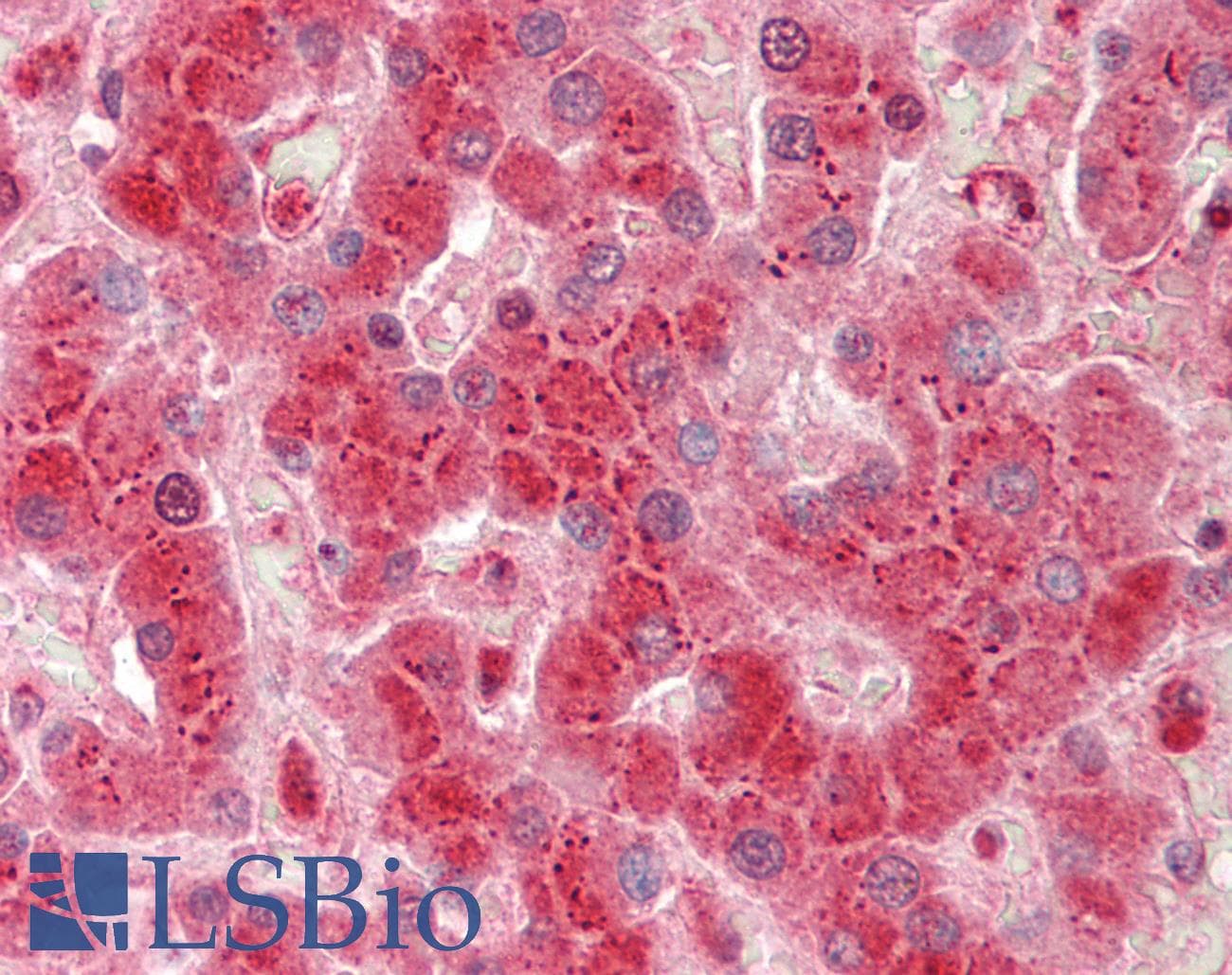 SHB Antibody (N-Terminus)