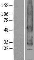 SIPR2 / S1P2 / EDG5 Protein (Over-Expression Lysate Myc-DDK (Flag))