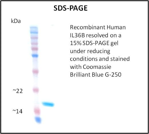 Human IL36B Protein (Recombinant)