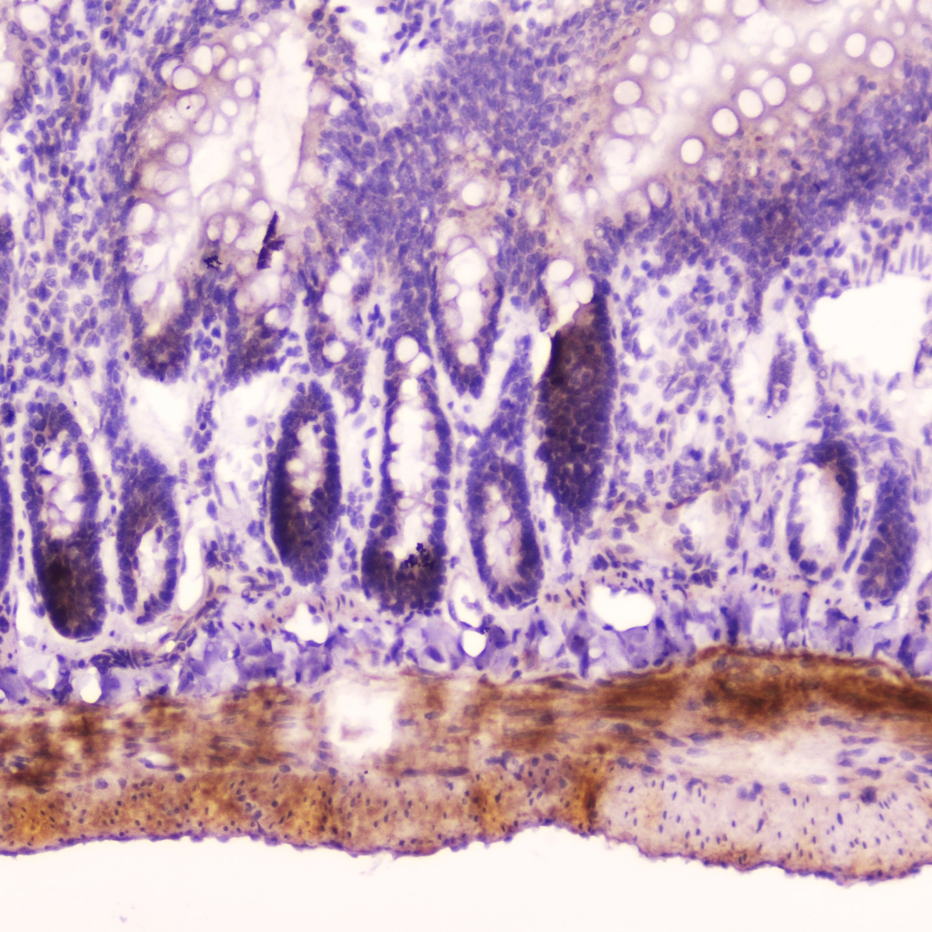 NPPA / ANP Antibody