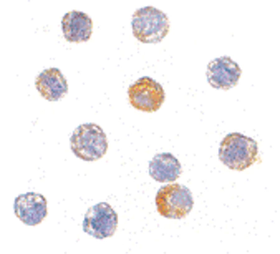 IHC-plus™ TDP-43 / TARDBP Antibody