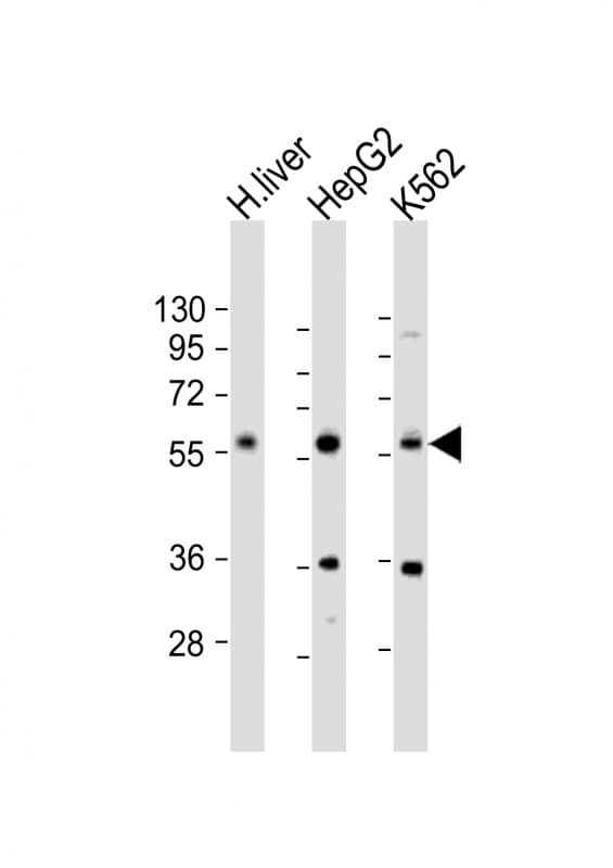 NAGS Antibody (aa275-309)