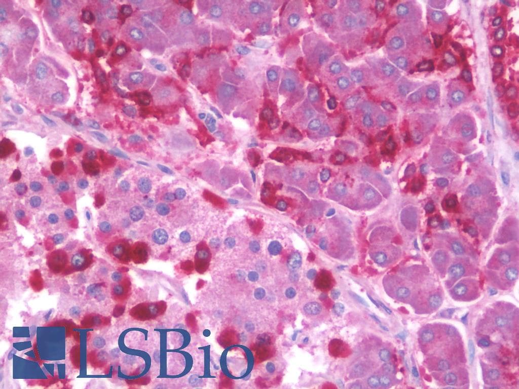 IHC-plus™ SIDT2 Antibody