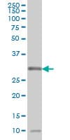 MPG Antibody (clone 1G6)