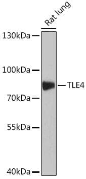 GRG4 / TLE4 Antibody
