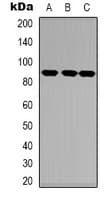 NTRK1 / TrkA Antibody (C-Terminus)