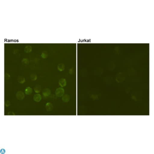 CD19 Antibody