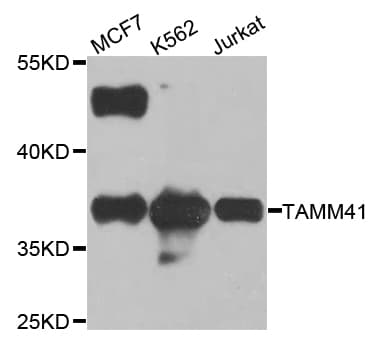 TAMM41 / C3orf31 Antibody