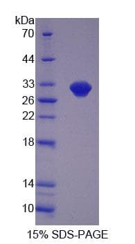 Mouse OVGP1 / Oviductin Protein (Recombinant His-T7, N-terminus)