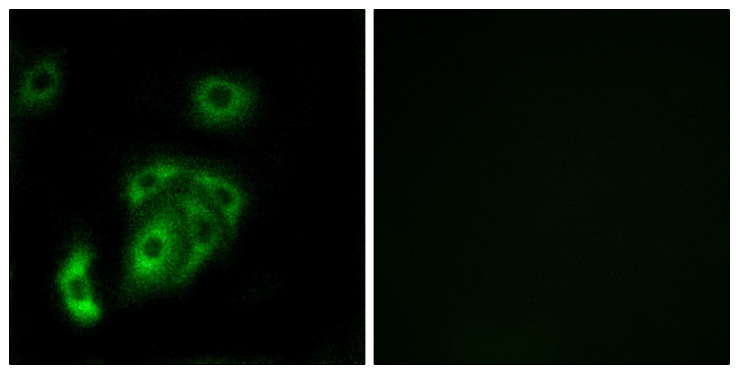 Contactin-5 / CNTN5 Antibody