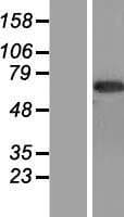 CNTFR Protein (Over-Expression Lysate Myc-DDK (Flag))