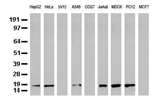 NME1 / NM23 Antibody (clone UMAB92, Carrier-free)