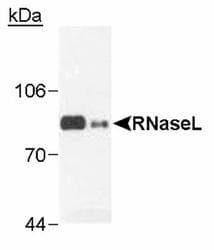 RNASEL / RNase L Antibody (clone 2E9, Biotin)