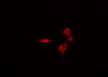 SMG7 Antibody