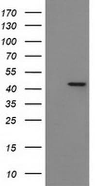 IDO1 / IDO Antibody (clone UMAB251, Carrier-free)