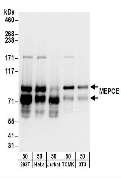 MEPCE Antibody (aa200-250)