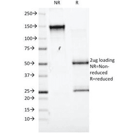 CD98 Antibody (clone UM7F8, Azide-free, BSA-free)