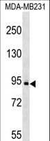 c-Kit / CD117 Antibody (aa807-836)
