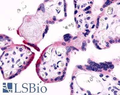 PathPlus™ GPR78 Antibody (Cytoplasmic Domain)