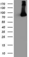 FBXO21 Antibody (clone OTI2C7)