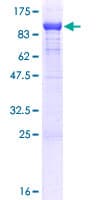 Human PDIA4 / ERP72 Protein (Recombinant GST)