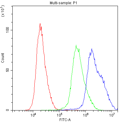 PPID / Cyclophilin D Antibody