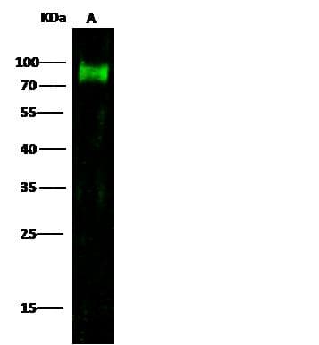CD44 Antibody (clone 1C11H1, Preservative Free)