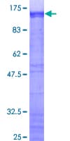 Human ZNF263 Protein (Recombinant GST)