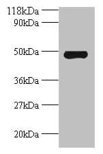 AVPR1A / V1a Receptor Antibody