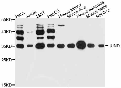 Polyclonal Rabbit anti-Human AP-1 / JUND Antibody (WB)